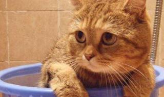 猫多久洗次澡